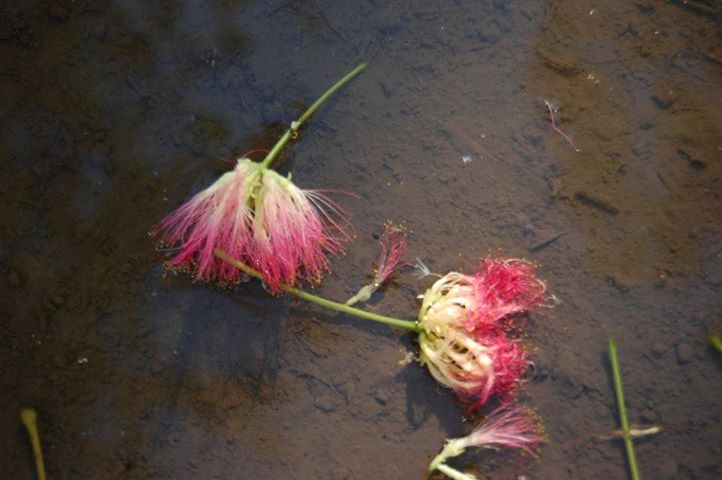 Néma gyász Néma gyász