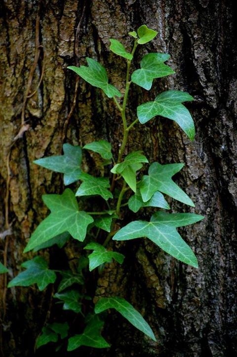 Örökség-Hellinger Örökség-Hellinger